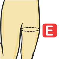 Thigh Circumference