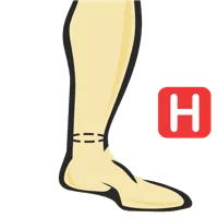 Ankle Circumference