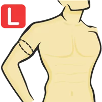Bicep Circumference