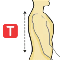 Neck To Waist - Back