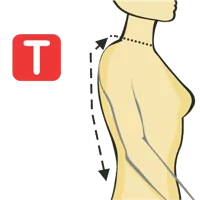 Neck to Waist - Back